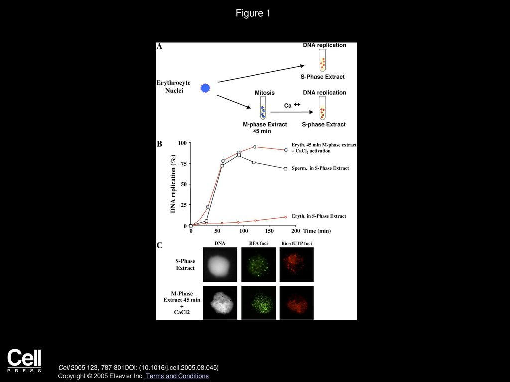 Mitotic Remodeling Of The Replicon And Chromosome Structure Ppt Download mitotic-remodeling-of-the-replicon-and-chromosome-structure-ppt-download