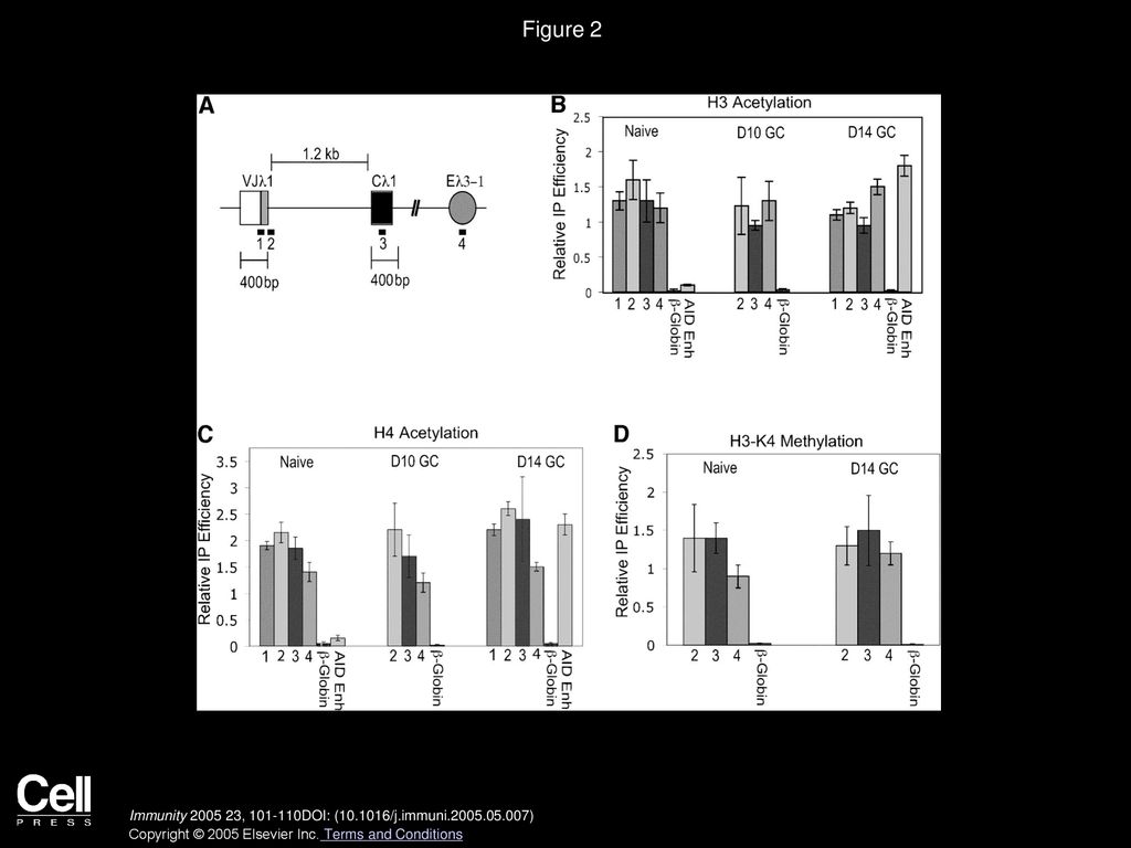 Figure 2 H3 and H4 Acetylation and H3-K4 Methylation at the Igλ Locus in Naive and GC B Cells.