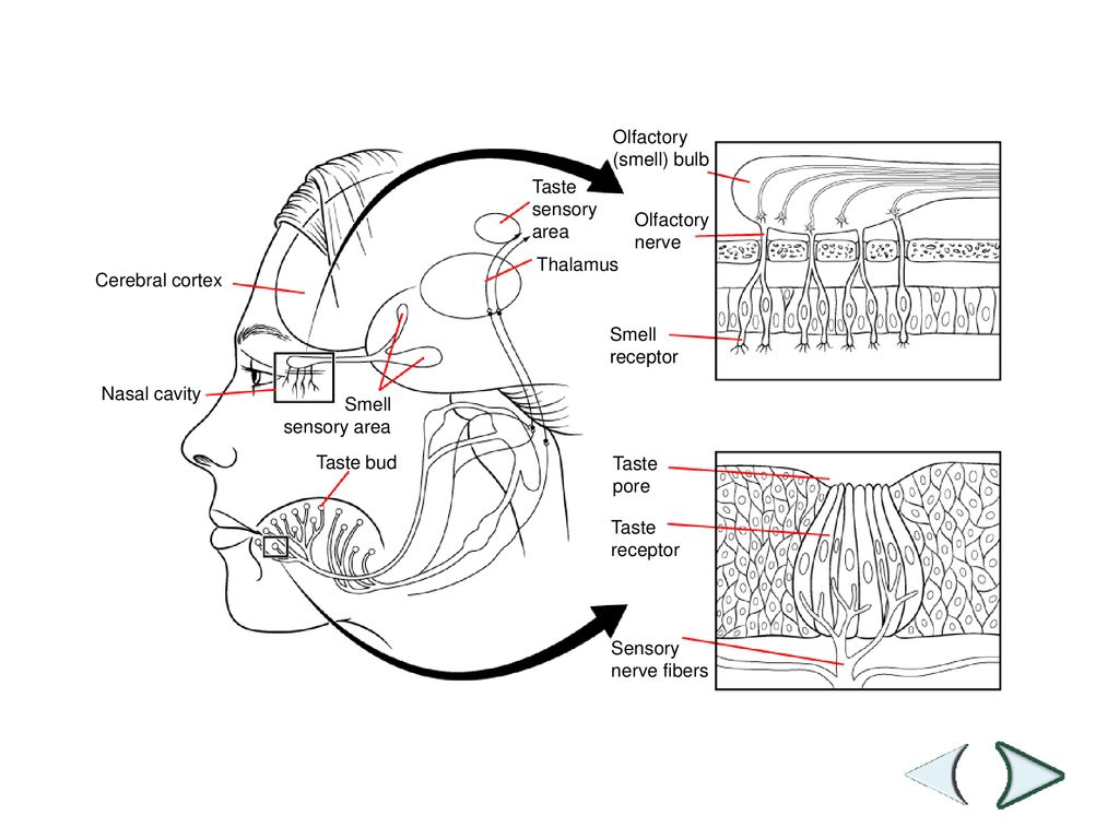 1. What is this. 2. How many do you think you have ppt download Biology Diagrams
