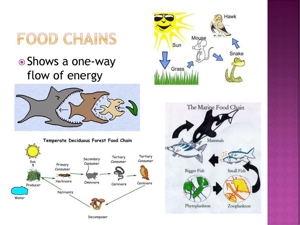 Ecology: The Biosphere Biology Diagrams