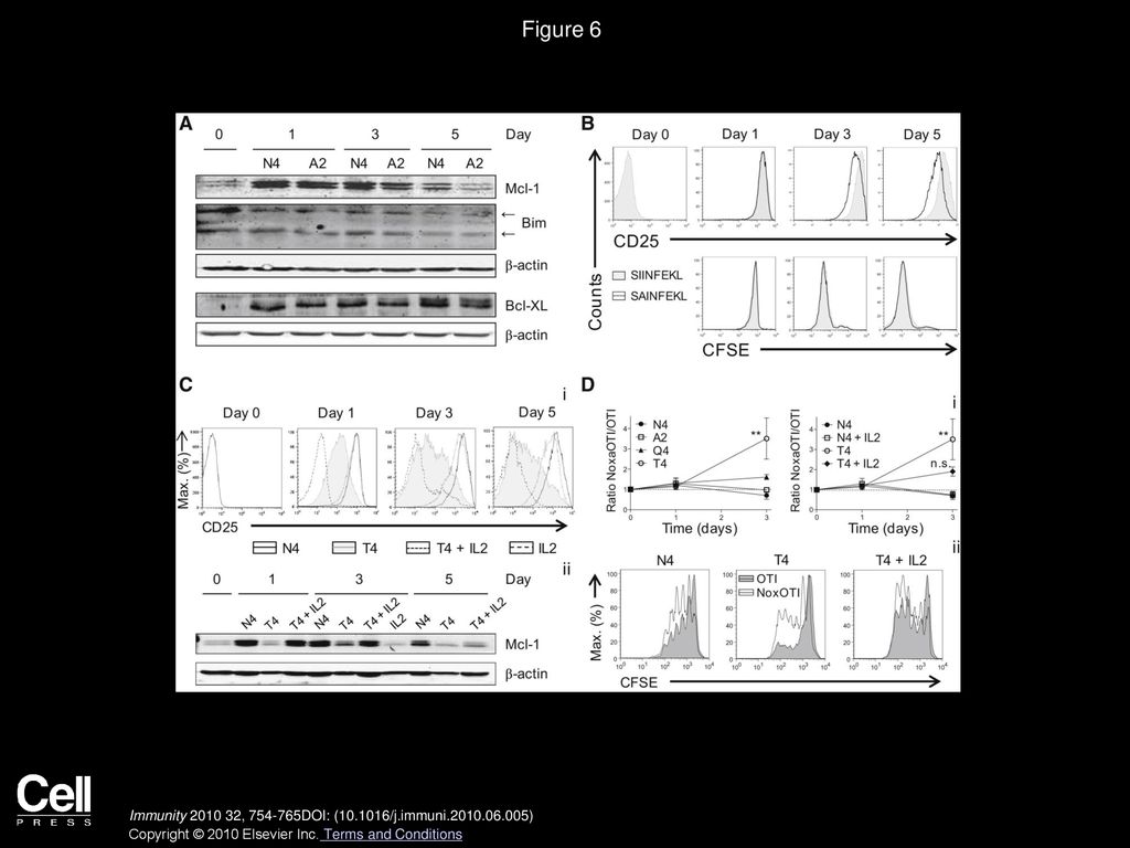 Figure 6 TCR Affinity Specifically Controls Mcl-1 Protein Amount via Differential IL-2R Signaling.
