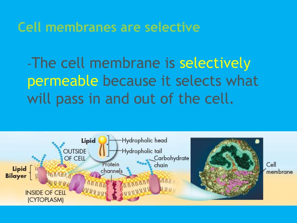 Membranes of the Cell Review - ppt download