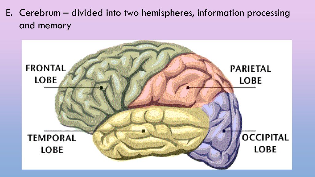 Brain 200. Frontal Lobe. Парадигма мозг. Broca's area Wernicke's area. Each Hemisphere is divided into 4 Lobes.