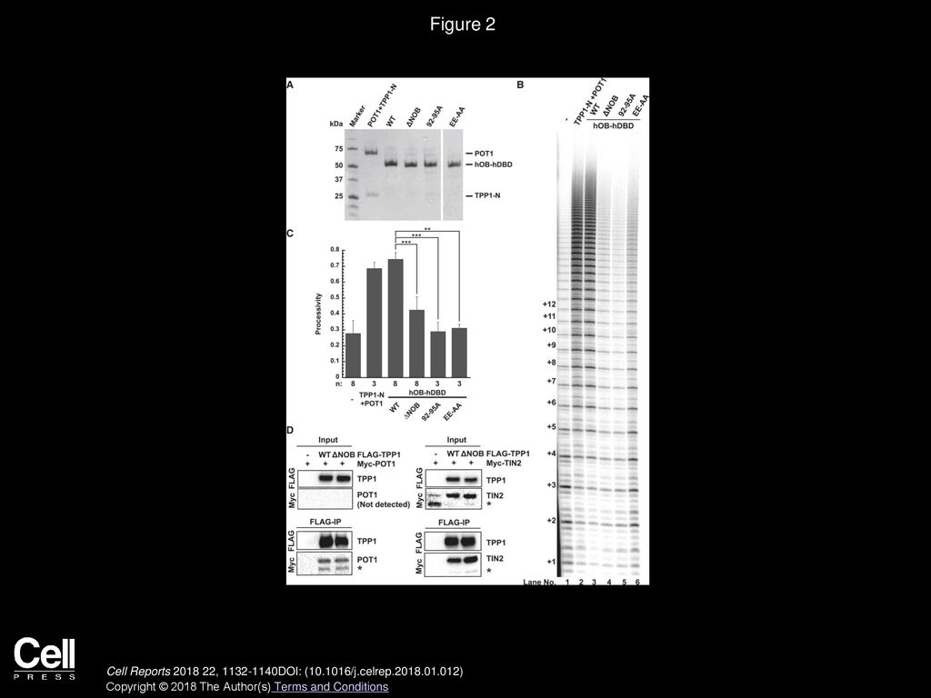 Figure 2 Effects of the NOB Region on Telomerase Processivity Are Independent of TPP1 Binding to POT1 and TIN2.