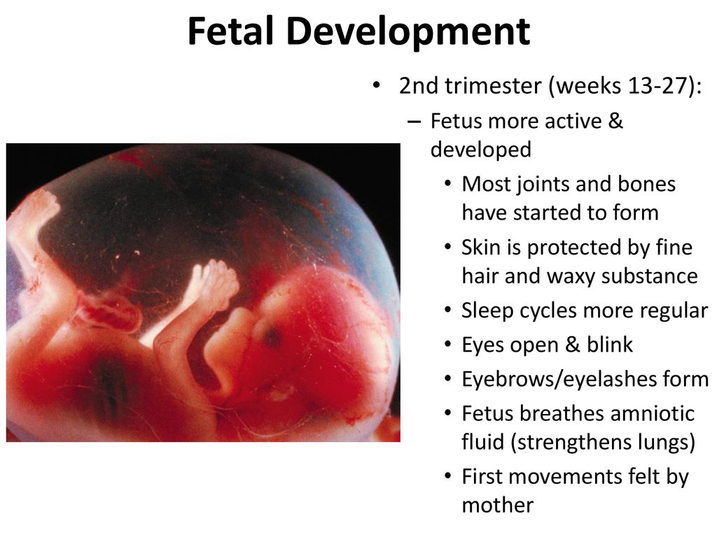 Blastocyst Development - Ppt Download