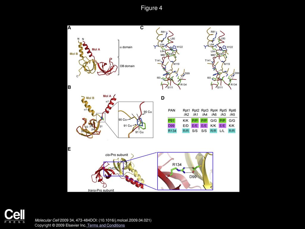 Figure 4 Conserved Asymmetry in Subcomplex I of the PAN Regulatory Particle.