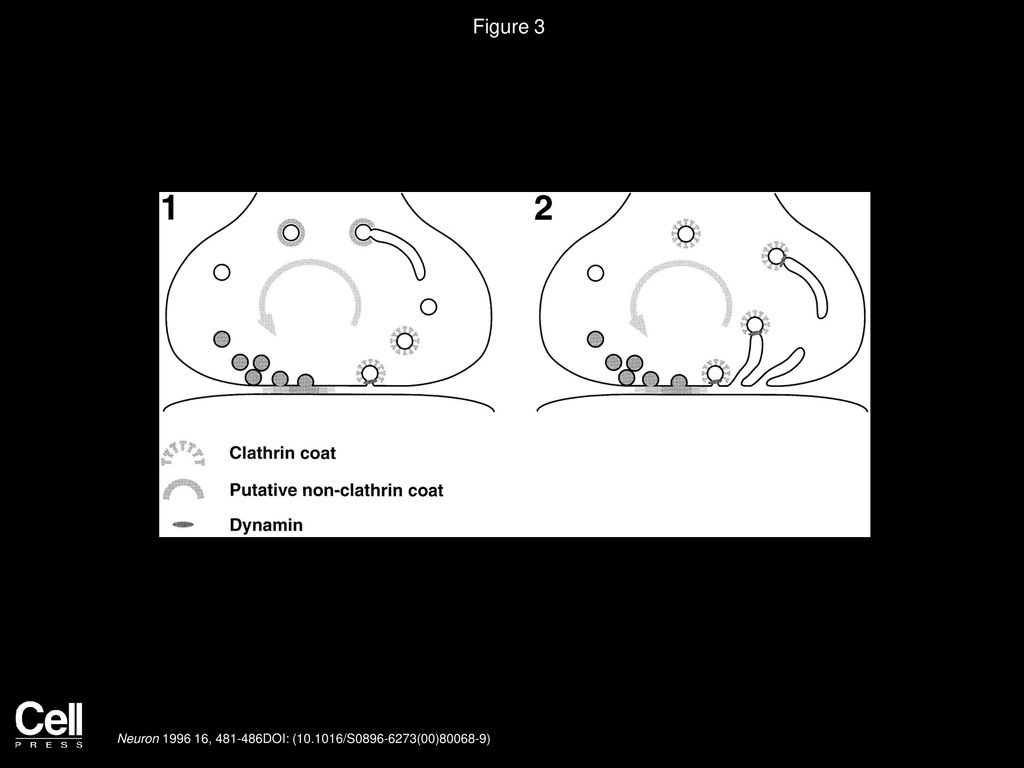 Molecular Mechanisms In Synaptic Vesicle Endocytosis And Recycling