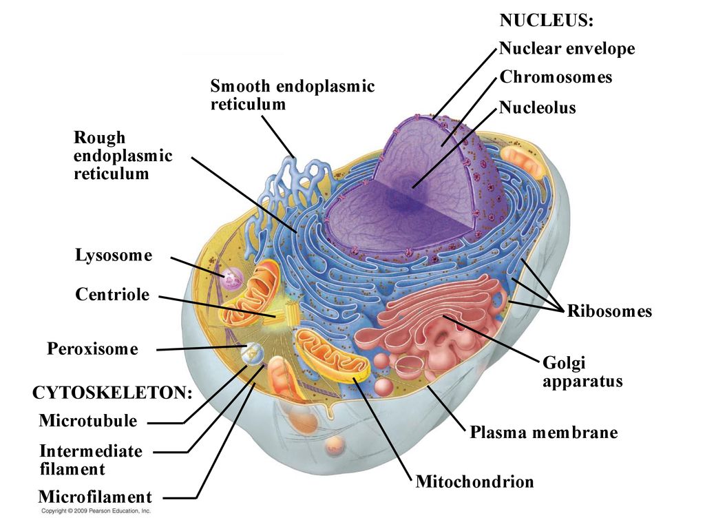 A tour of the cell Chapter ppt download