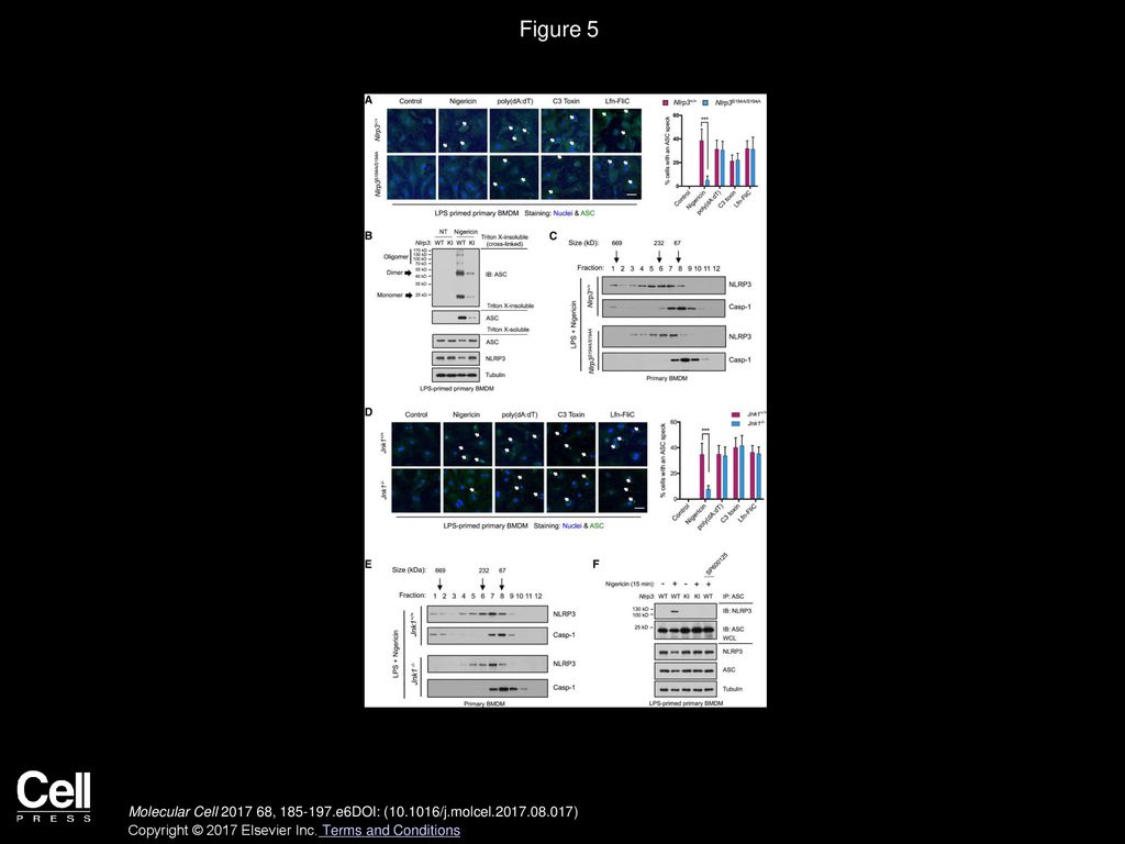 Figure 5 NLRP3 S194 Phosphorylation Is Required for Inflammasome Assembly.