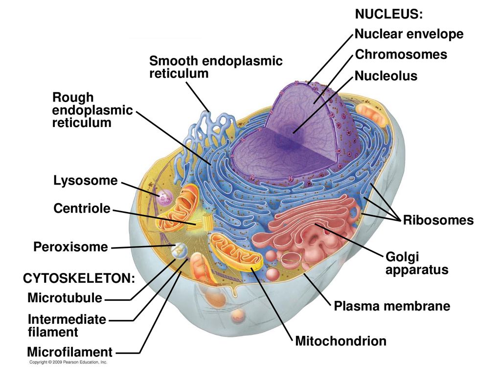 INTRODUCTION TO THE CELL - ppt download