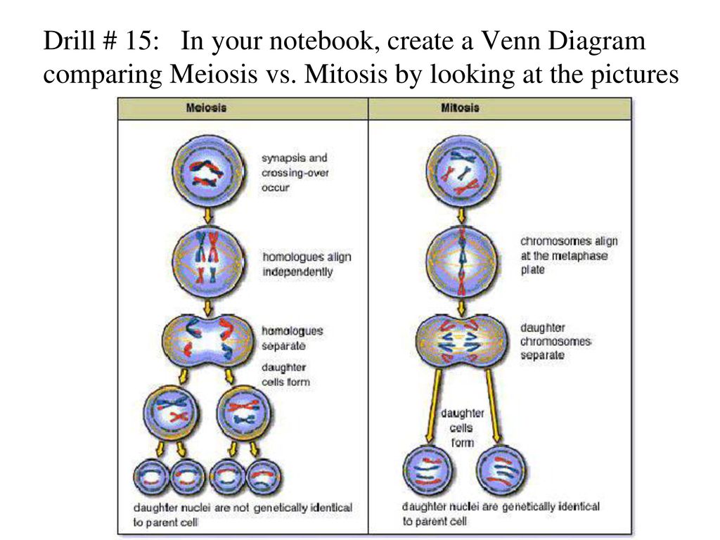Drill 15: In your notebook, create a Venn Diagram comparing 