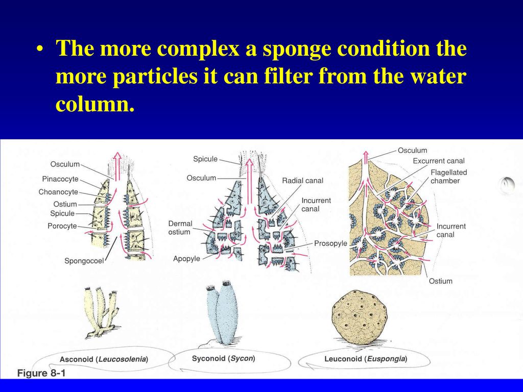 The more complex a sponge condition the more particles it can filter from the water column.