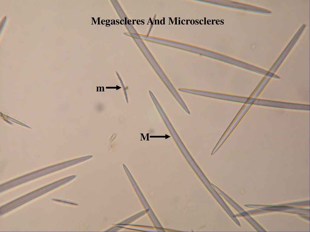 Megascleres And Microscleres