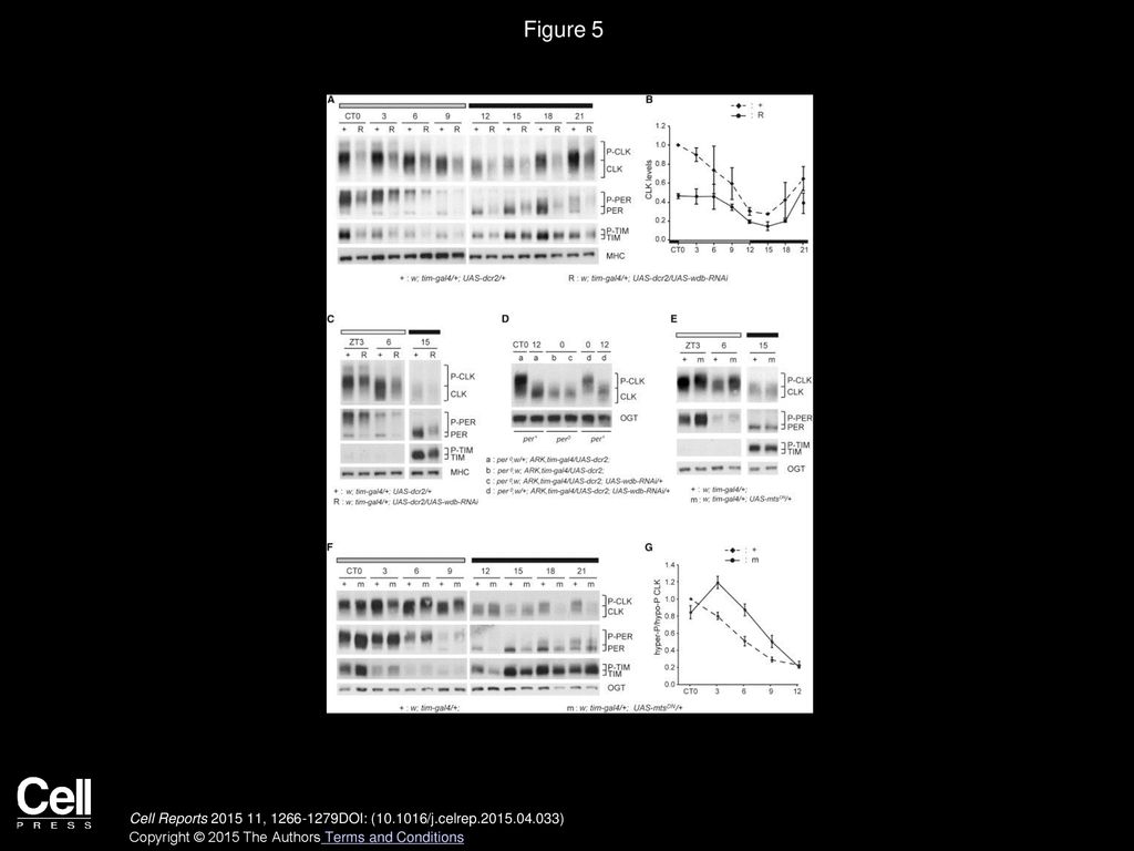 Figure 5 Effects of WDB and MTS Alterations on PER, TIM, and CLK