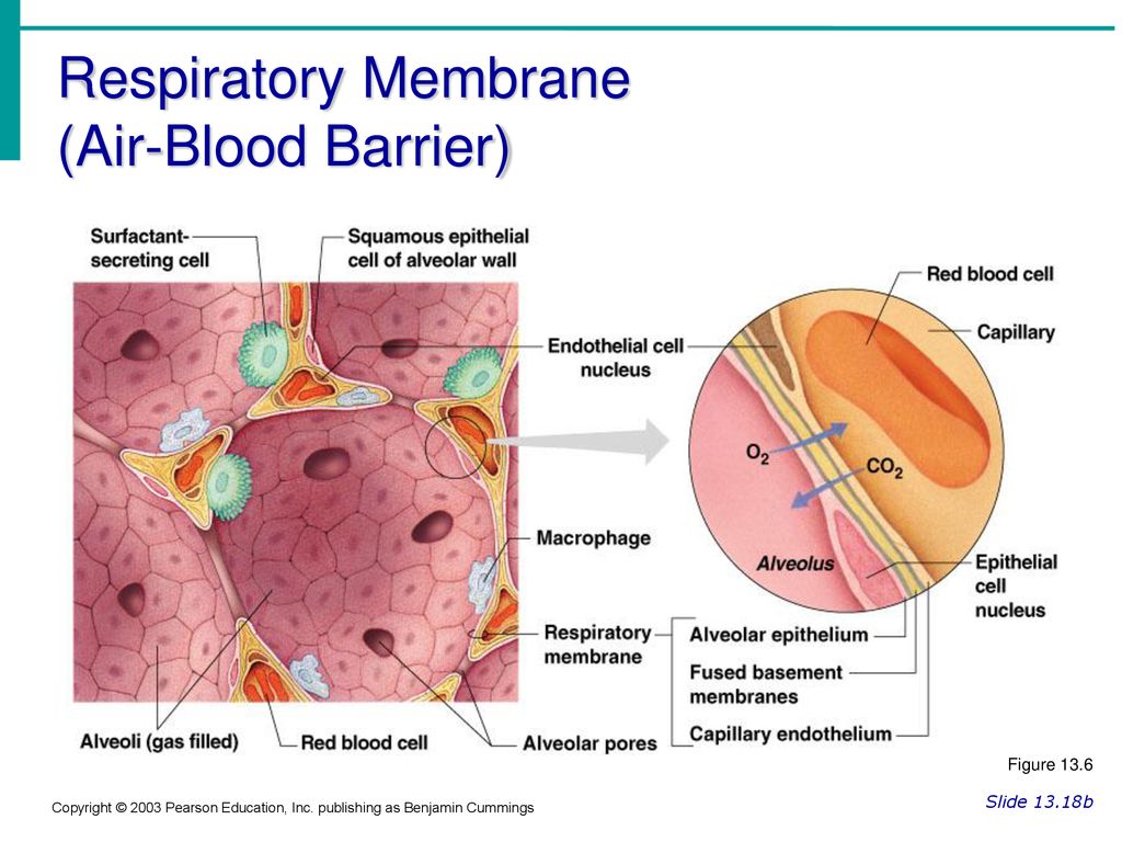 Respiratory Membrane (Air-Blood Barrier)
