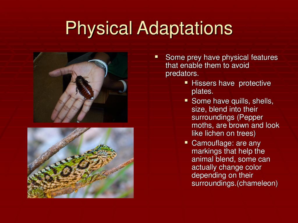 Animals. - ppt download