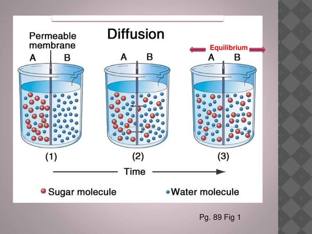 Transportation of substances across a cell membrane - ppt download