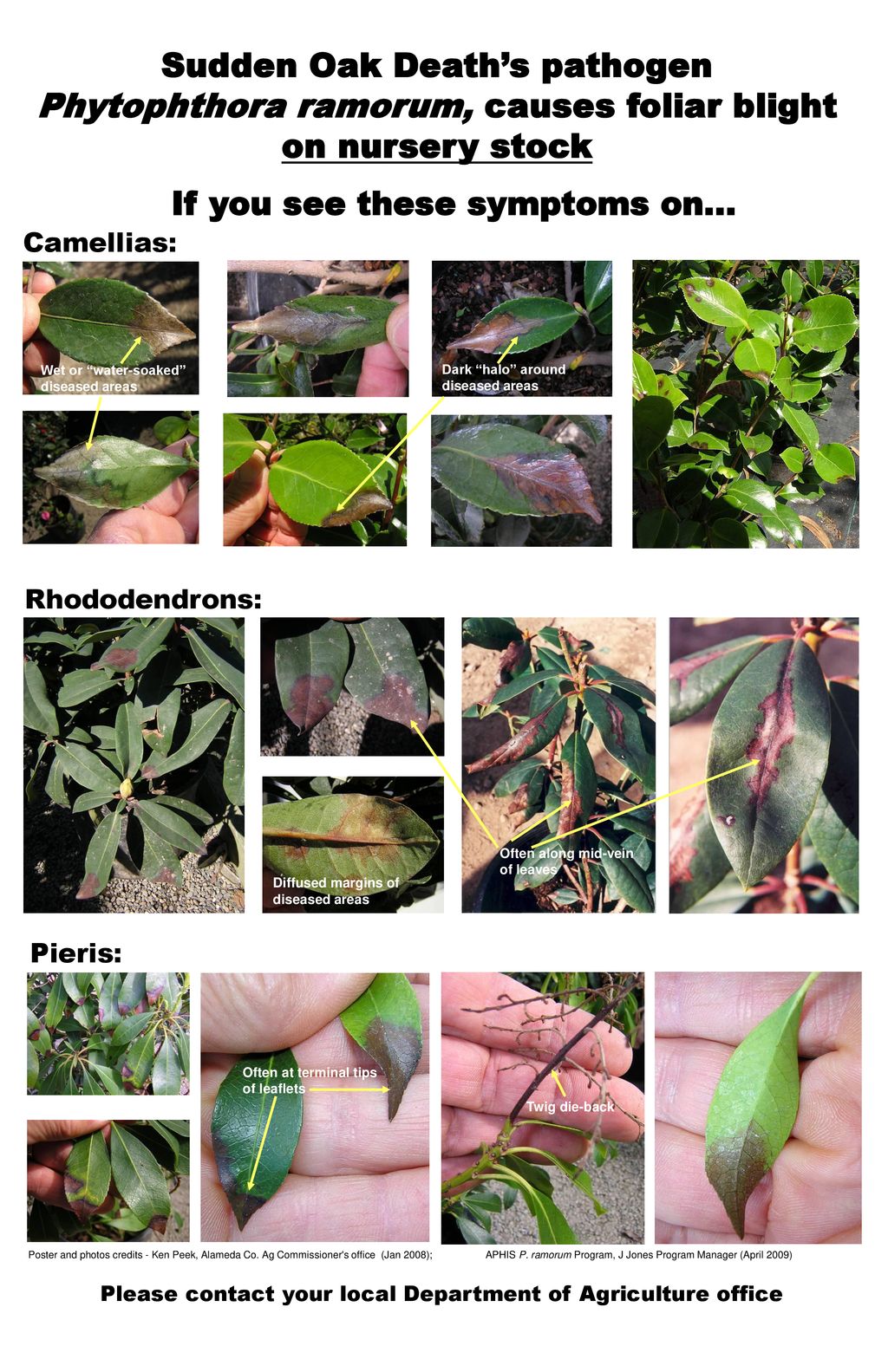 Sudden Oak Death’s pathogen Phytophthora ramorum, causes foliar blight