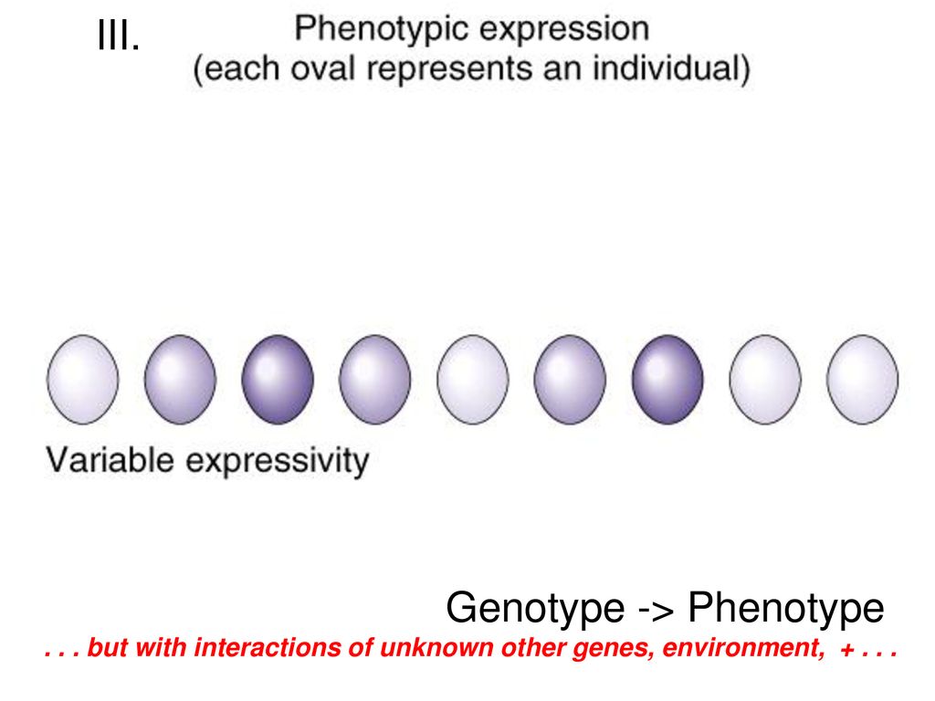Genotype -> Phenotype