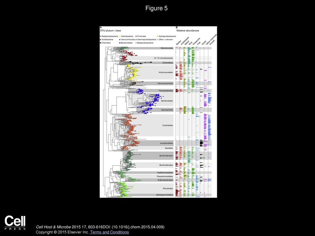 Figure 5 Phylogenetic Analysis of OTU Abundances