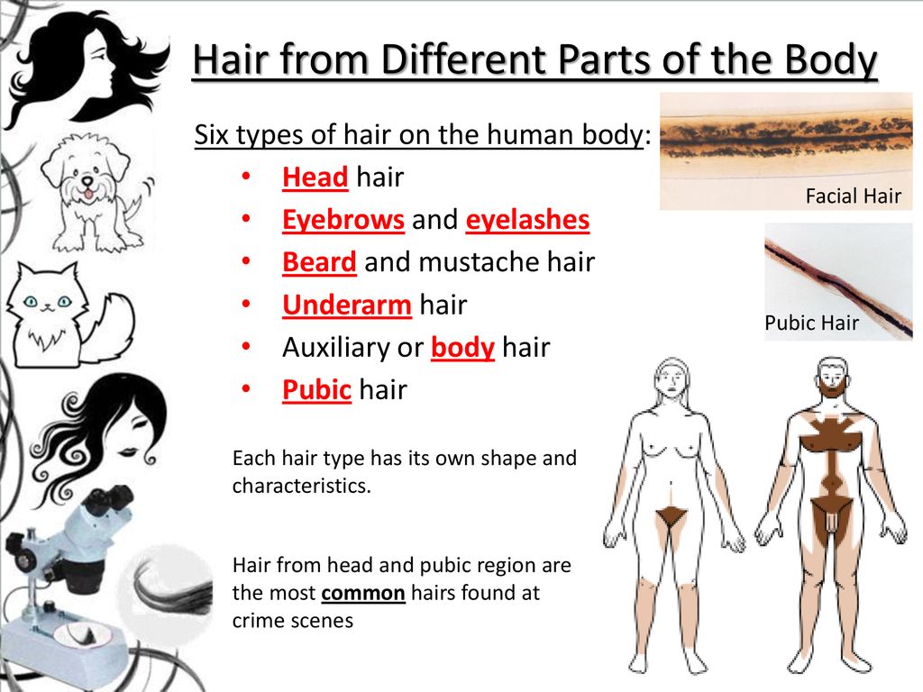 Trace Evidence l: Hairs and Fibers - ppt download