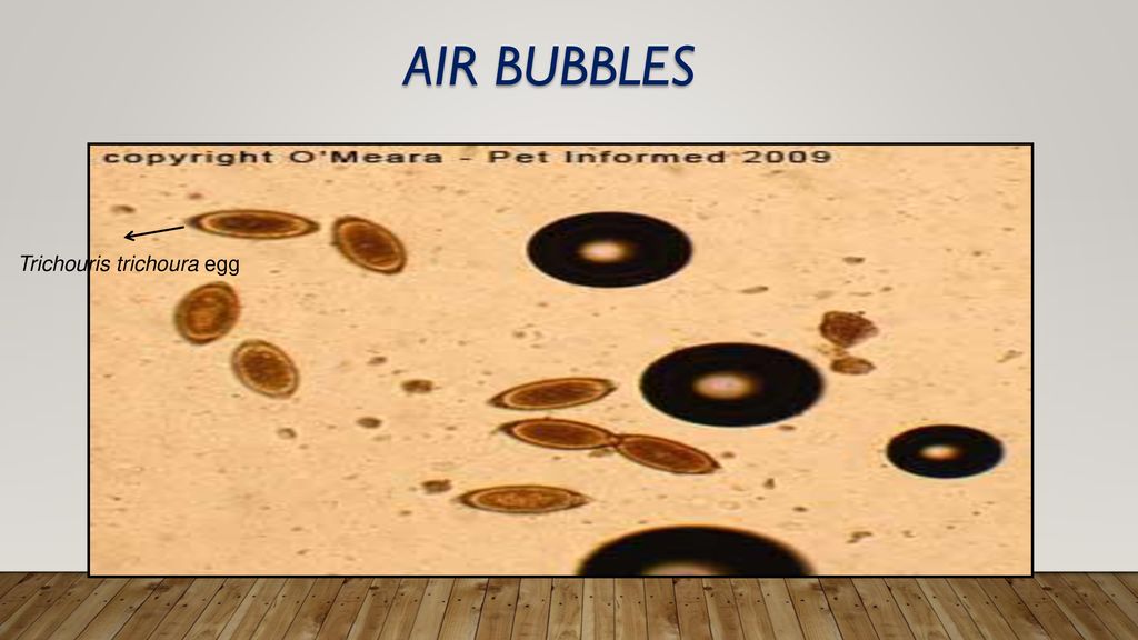 Air bubbles Trichouris trichoura egg