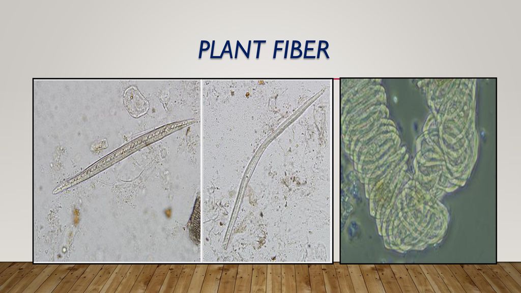 Plant fiber