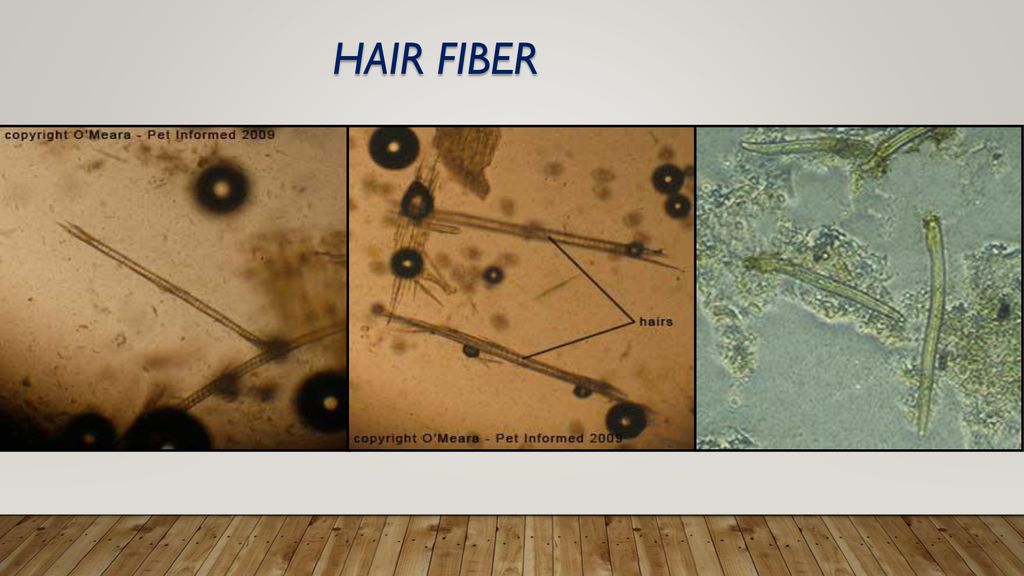 Hair fiber Both blunt