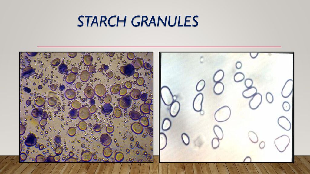 Starch granules Digest starch