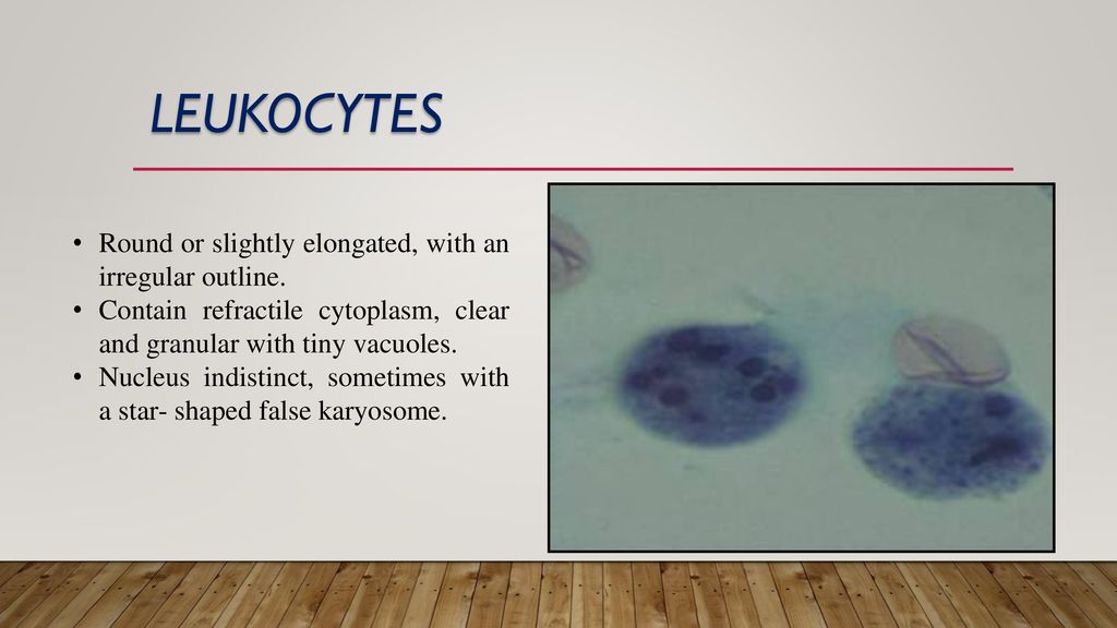 Leukocytes Round or slightly elongated, with an irregular outline.