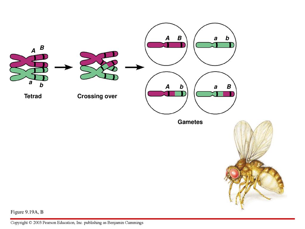 Хромосомы определяют окраску растения. Кроссинговер у дрозофилы. Схема кроссинговера. У мух дрозофил кроссинговер. Кроссинговер гаметы.