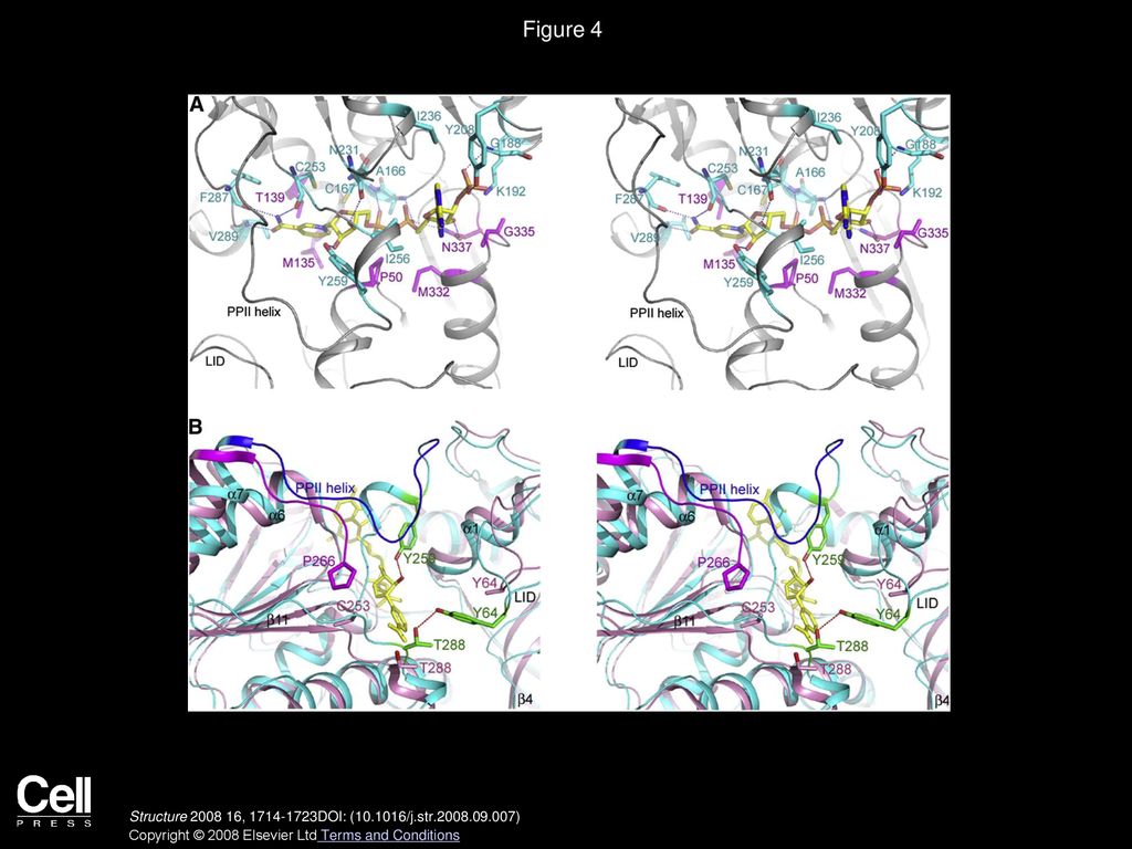 Figure 4 Conformational Changes of the LID Motif and PPII Helix upon NADPH Binding.