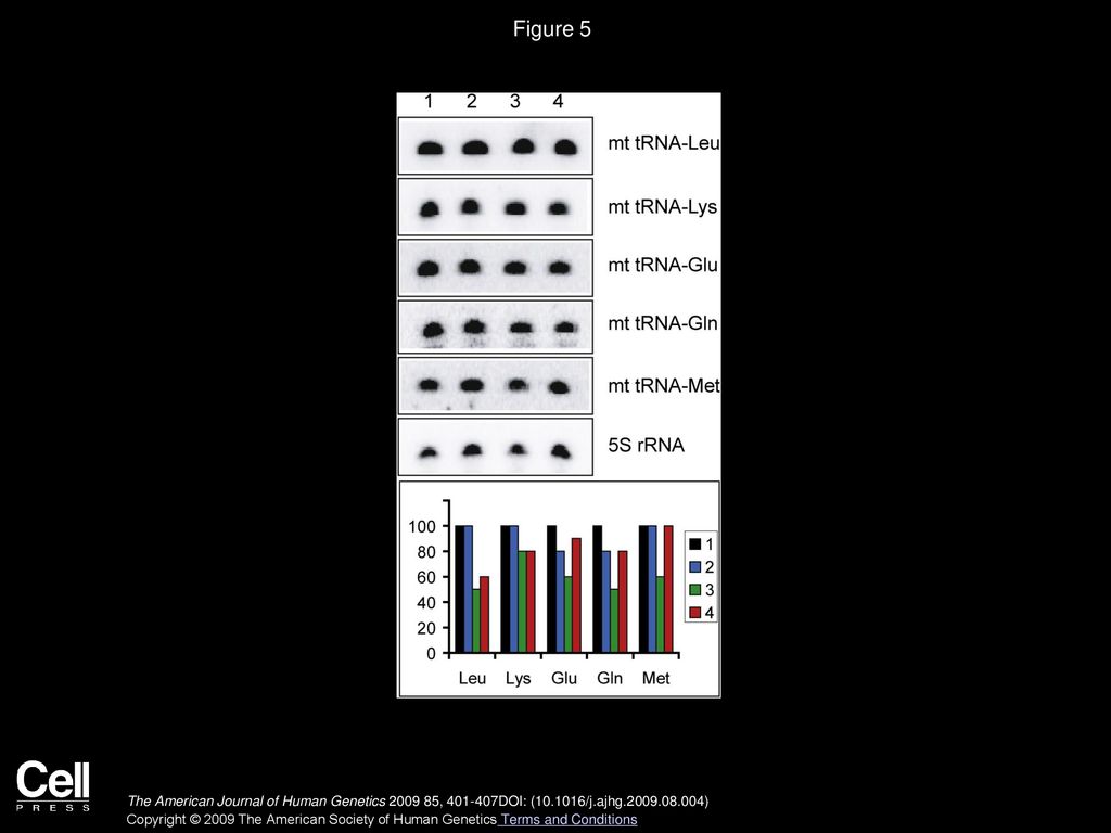 Figure 5 Quantification of Mitochondrial tRNAs by RNA Hybridization
