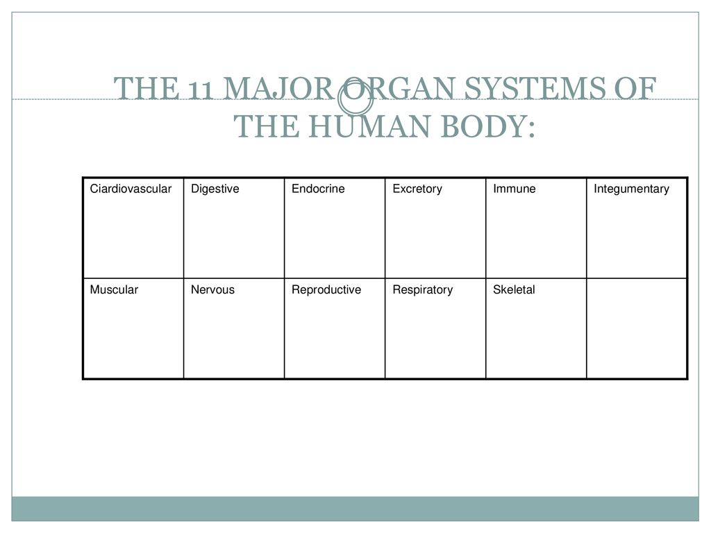 MAJOR ORGAN SYSTEMS IN THE HUMAN BODY Biology Diagrams