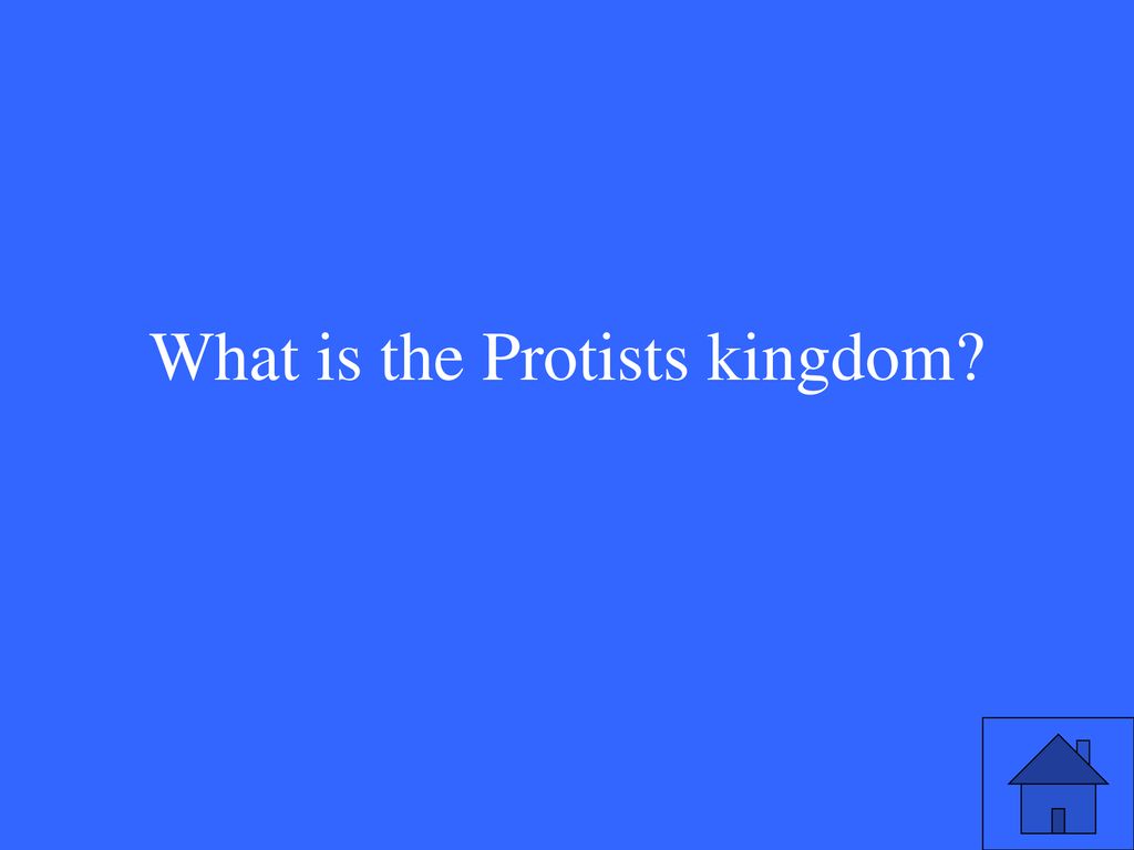 What is the Protists kingdom
