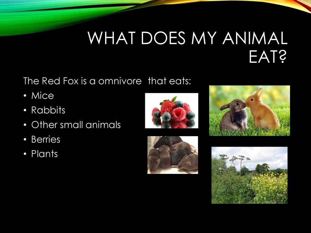 The Amazing Red Fox By: Cheyenne Lee. - ppt download