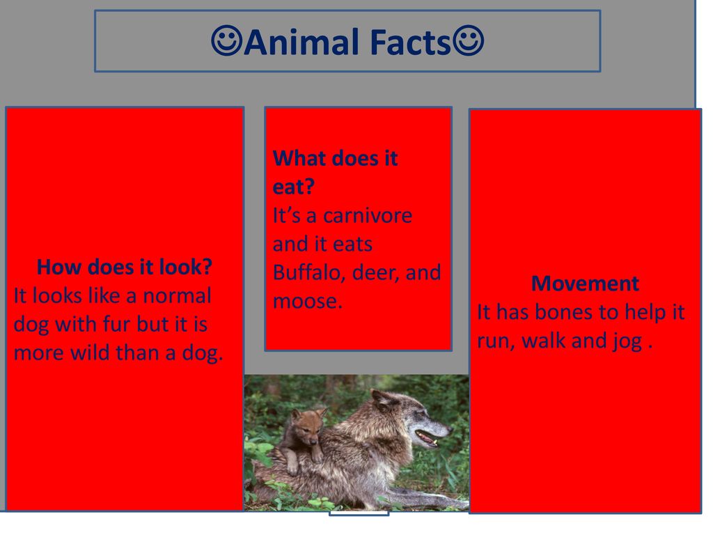 Gray wolf 1) Type the name of your animal 2) type your name 3) include