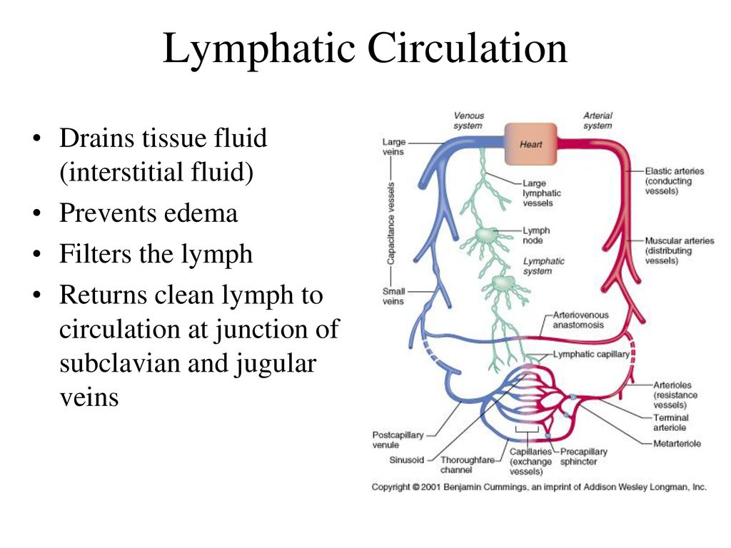 Clinical Anatomy Tony Serino Ph D Ppt Download clinical-anatomy-tony-serino-ph-d-ppt-download