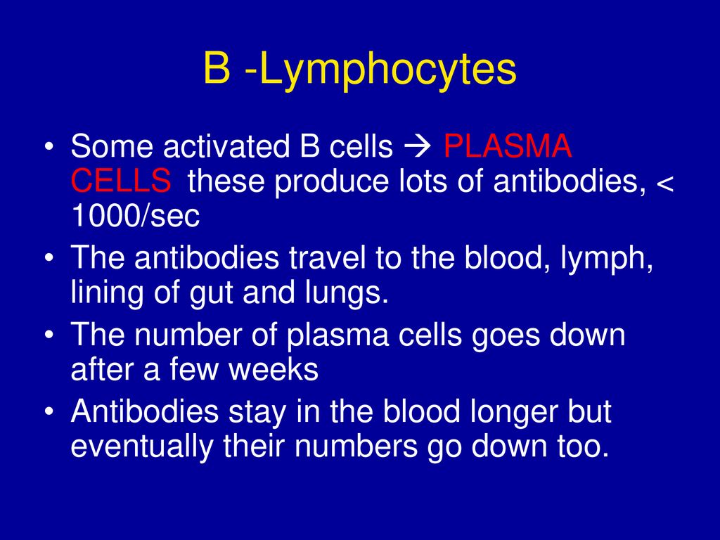 B -Lymphocytes Some activated B cells  PLASMA CELLS these produce lots of antibodies, < 1000/sec.