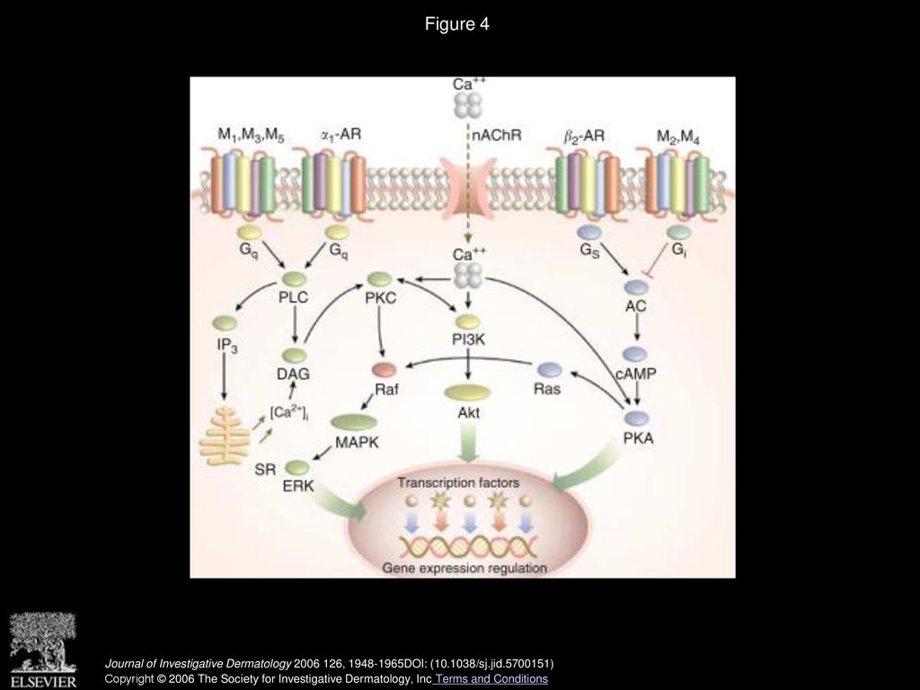 Adrenergic and Cholinergic Control in the Biology of Epidermis ...