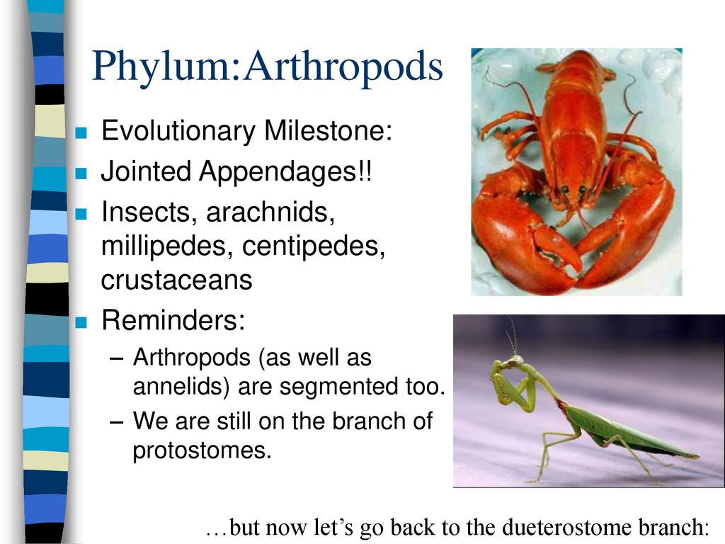 Animal Phyla. - ppt download