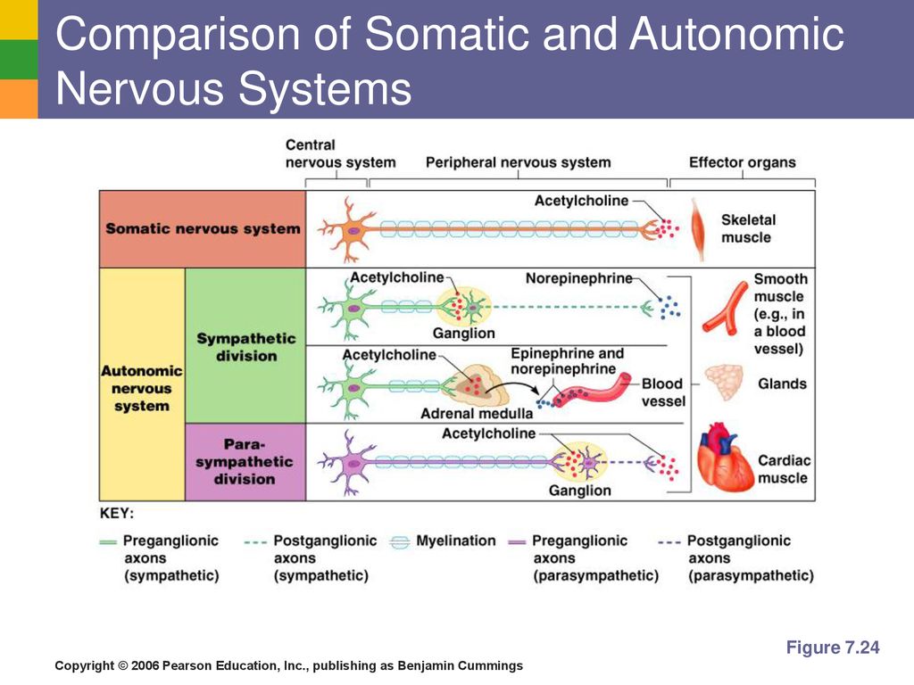 The Nervous System. - ppt download