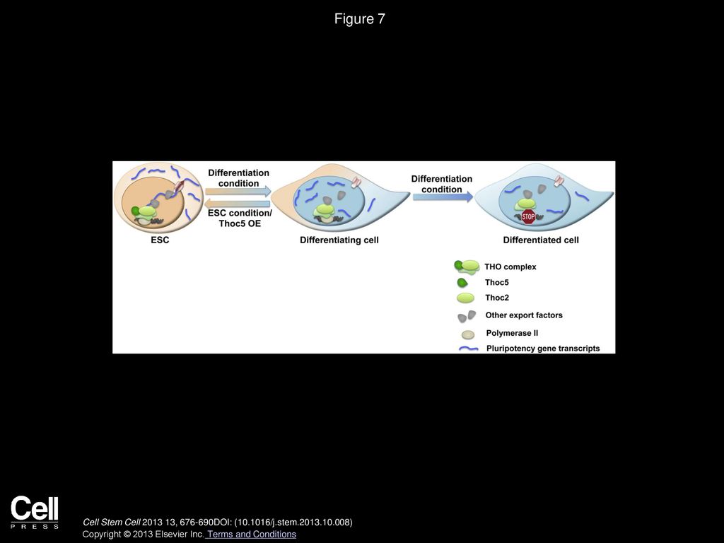 Figure 7 THO Controls Pluripotency Gene mRNA Export to Regulate ESC Self-Renewal and Differentiation.