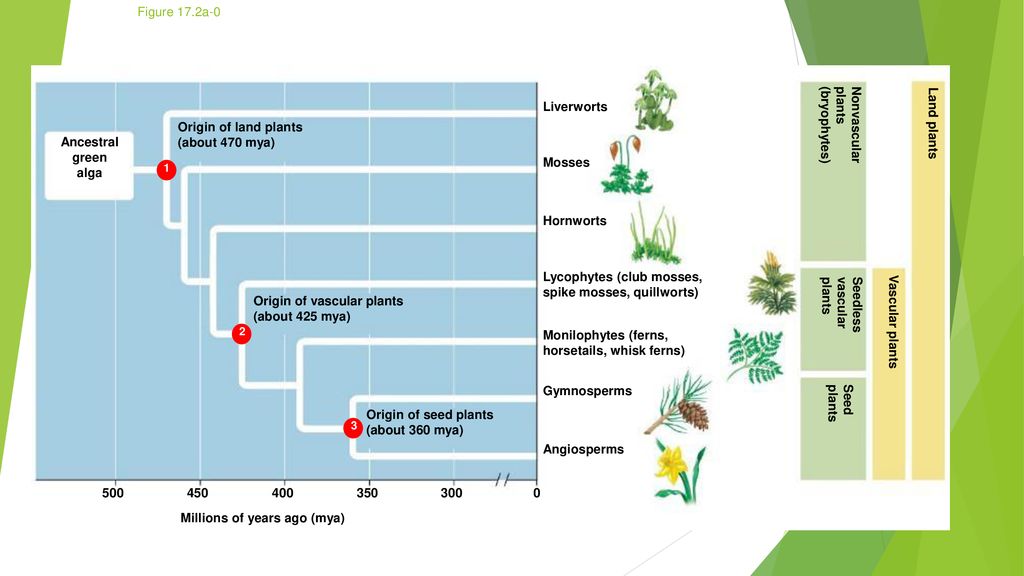 Plant Kingdom. - ppt download