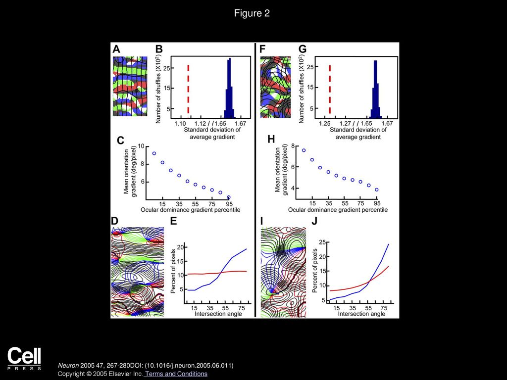 Figure 2 Predicted Effect of Visual Space Map Anisotropy on the Relationships between Other Feature Maps.