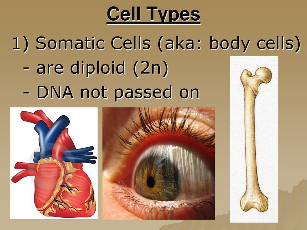 Cell Types 1) Somatic Cells (aka: body cells) - are diploid (2n)