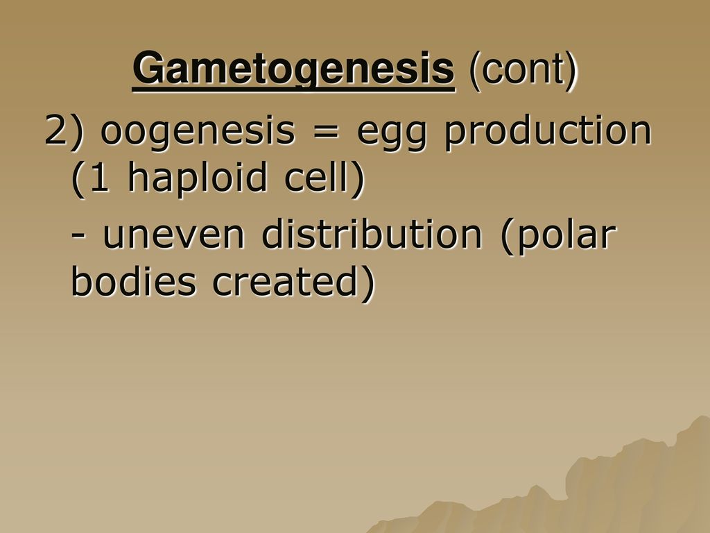 Gametogenesis (cont) 2) oogenesis = egg production (1 haploid cell)