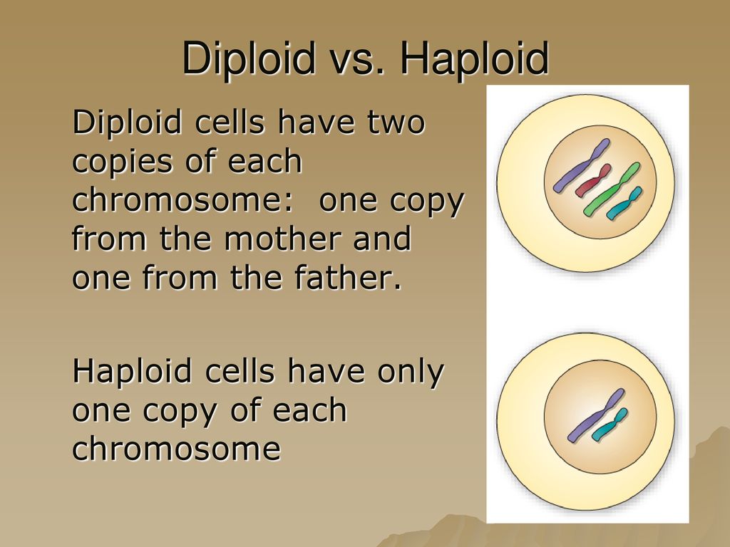 Diploid vs. Haploid Diploid cells have two copies of each chromosome: one copy from the mother and one from the father.