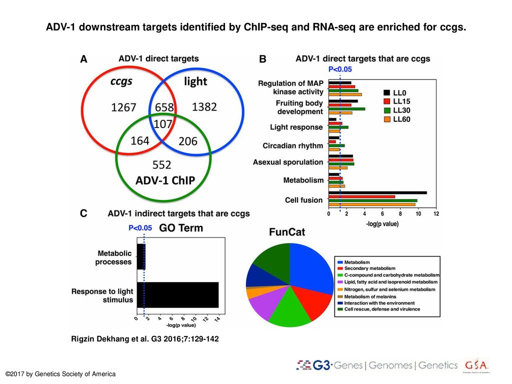 ADV-1 downstream targets identified by ChIP-seq and RNA-seq are enriched for ccgs.