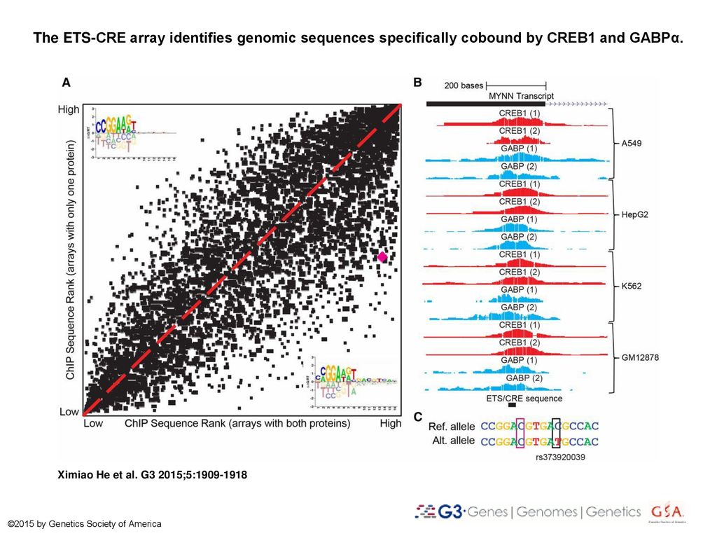 The ETS-CRE array identifies genomic sequences specifically cobound by ...